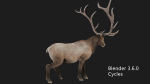 elaphurus deer buck stag reindeer doe