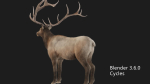 elaphurus deer buck stag reindeer doe