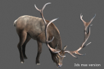 elaphurus deer buck stag reindeer doe