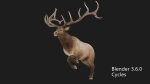 elaphurus deer buck stag reindeer doe