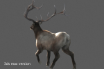 elaphurus deer buck stag reindeer doe