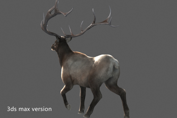 elaphurus deer buck stag reindeer doe