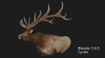 elaphurus deer buck stag reindeer doe