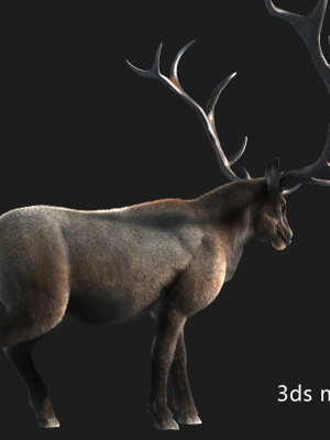 elaphurus-deer-buck-stag-reindeer-doe-3d-model-fc1aa0af34