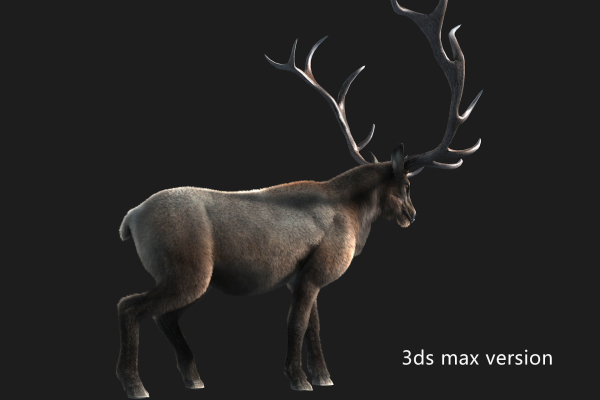 elaphurus deer buck stag reindeer doe