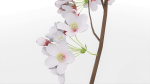 Elegant Japanese Saku Flower Blossoms