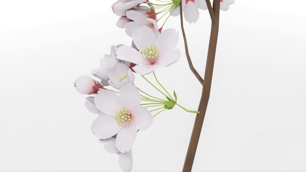 Elegant Japanese Saku Flower Blossoms