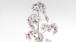 Elegant Japanese Saku Flower Blossoms