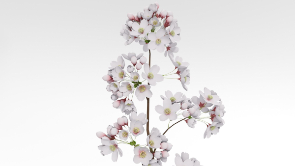 Elegant Japanese Saku Flower Blossoms