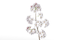 Elegant Japanese Saku Flower Blossoms