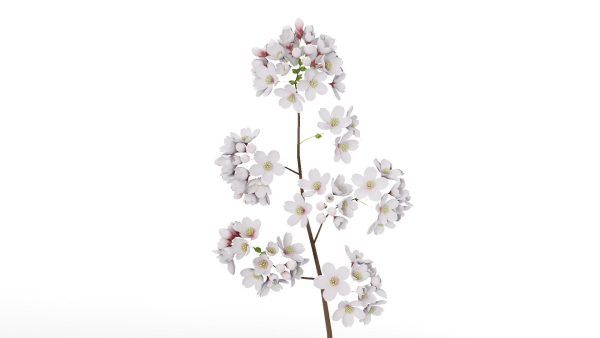 Elegant Japanese Saku Flower Blossoms