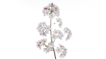 Elegant Japanese Saku Flower Blossoms