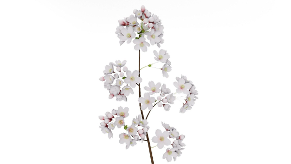 Elegant Japanese Saku Flower Blossoms