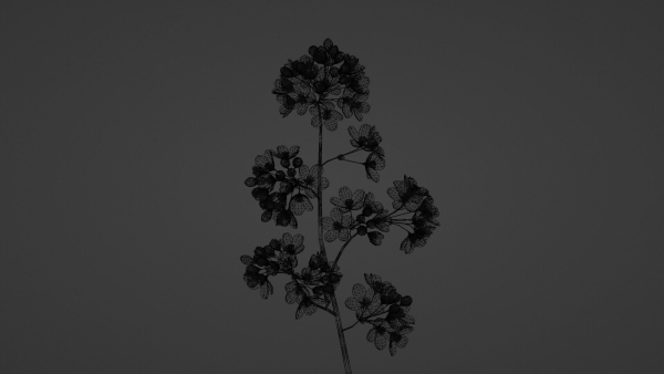 Elegant Japanese Saku Flower Blossoms