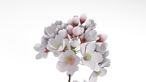Elegant Japanese Saku Flower Blossoms