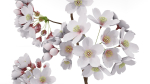 Elegant Japanese Saku Flower Blossoms