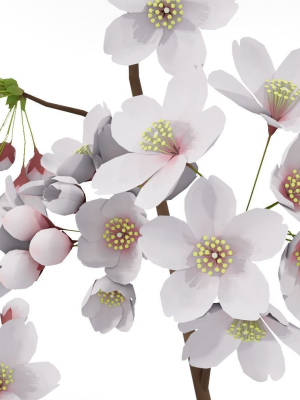 Elegant Japanese Saku Flower Blossoms