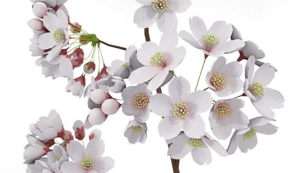 Elegant Japanese Saku Flower Blossoms