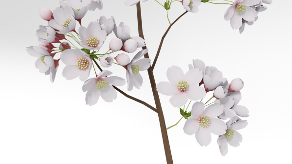 Elegant Japanese Saku Flower Blossoms