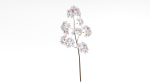 Elegant Japanese Saku Flower Blossoms