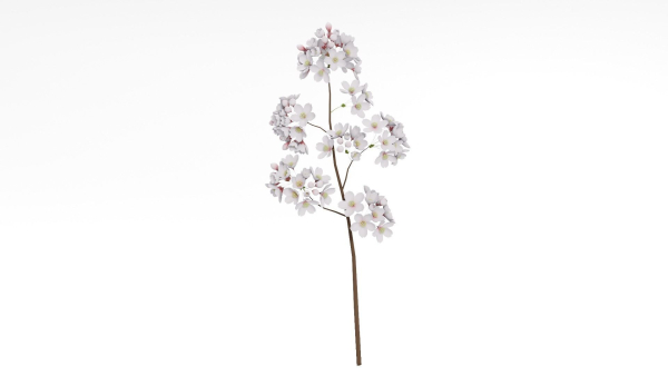 Elegant Japanese Saku Flower Blossoms