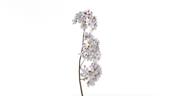 Elegant Japanese Saku Flower Blossoms