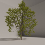Elm tree