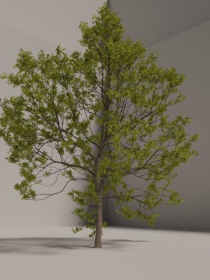 elm-tree-3d-model-low-poly-fbx-stl-blend