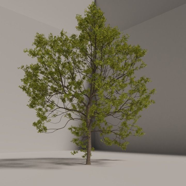 Elm tree
