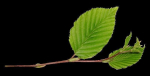 Elm tree