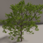 Elm tree