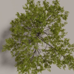 Elm tree