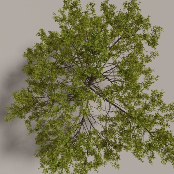 Elm tree