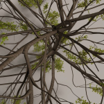 Elm tree