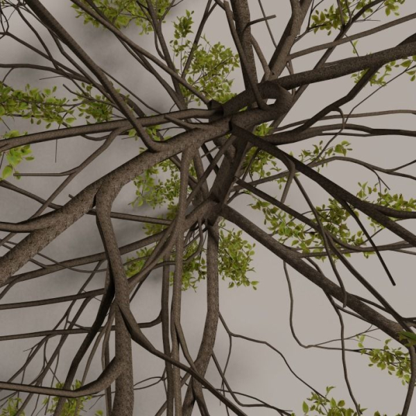 Elm tree