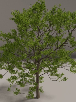 Elm tree