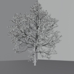 Elm tree