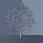 Elm tree