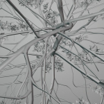 Elm tree