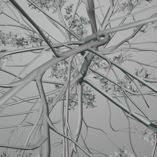 Elm tree
