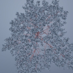 Elm tree