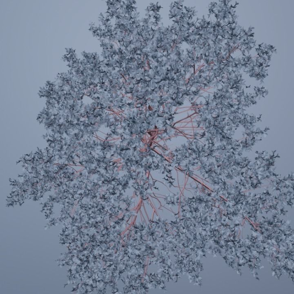 Elm tree