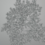Elm tree