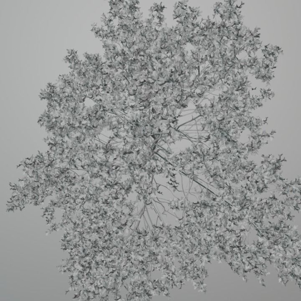 Elm tree