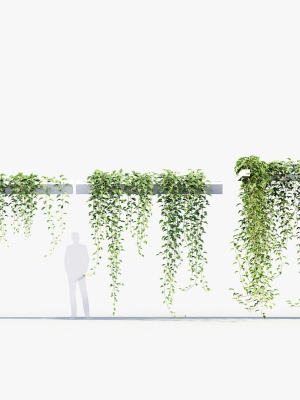 epipremnum-aureum-golden-pothos-3d-model-3d-model-056a93774b