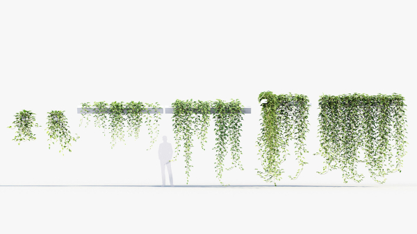 Epipremnum aureum Golden pothos 3D Model