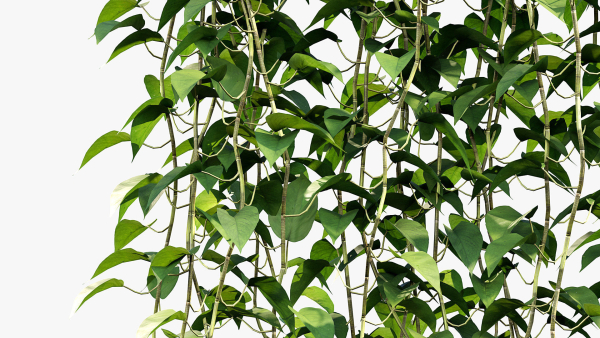 Epipremnum aureum Golden pothos 3D Model