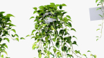Epipremnum aureum Golden pothos 3D Model