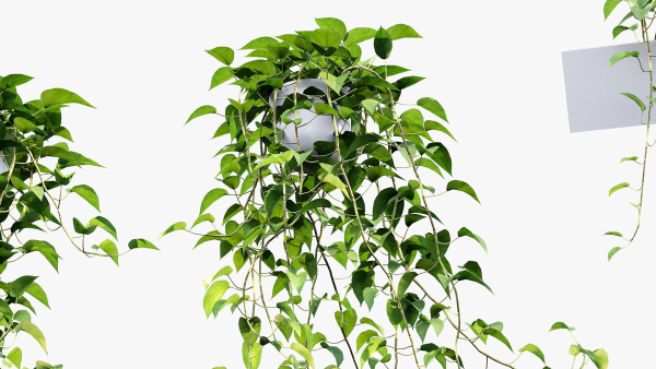 Epipremnum aureum Golden pothos 3D Model