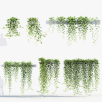 Epipremnum aureum Golden pothos 3D Model